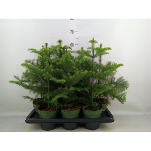 Araucaria heterophylla
