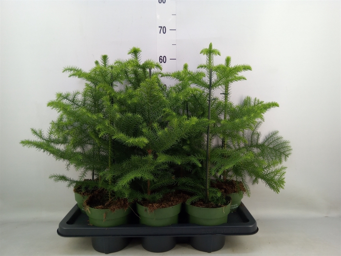 <h4>Araucaria heterophylla</h4>