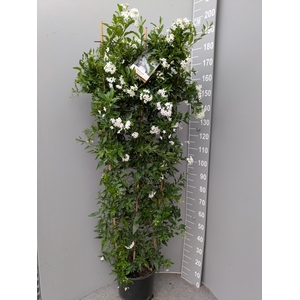 SOLANUM JASMINOIDES