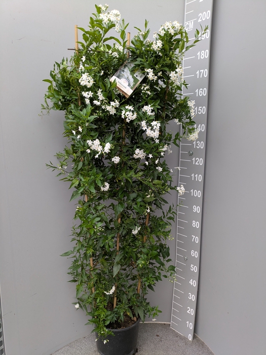 <h4>SOLANUM JASMINOIDES</h4>