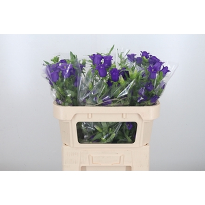 Campanula Cham Blue