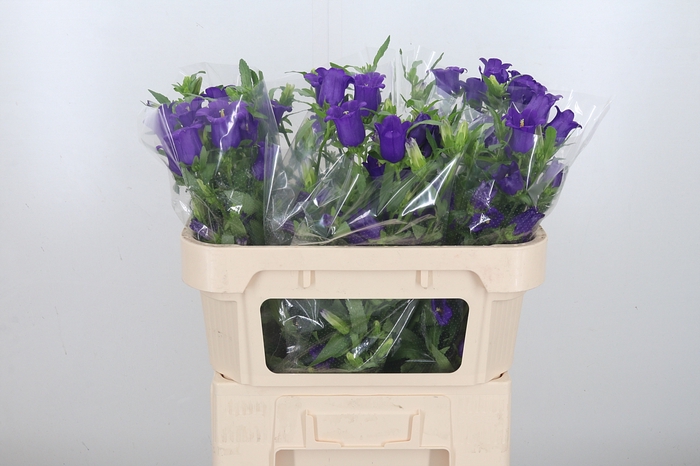 Campanula Cham Blue