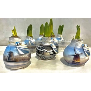 Bloembol Hippeastrum