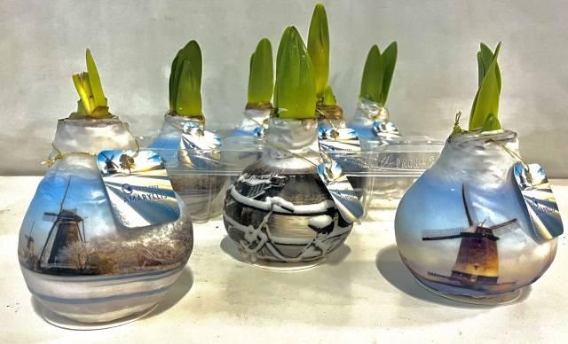 <h4>Bloembol Hippeastrum</h4>