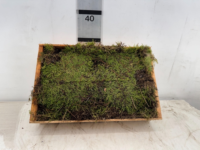 <h4>HUIS EN TUINDECO H%</h4>