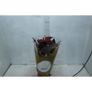 ANTHURIUM DELICATA P17