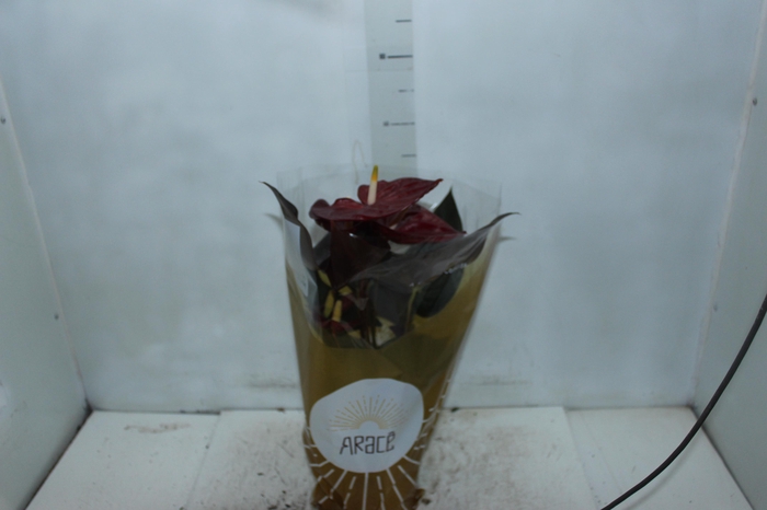 ANTHURIUM DELICATA P17