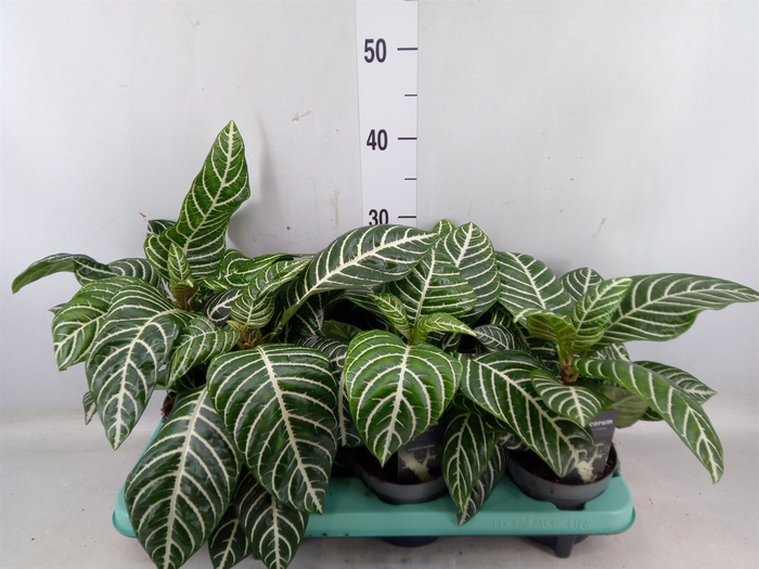 <h4>Aphelandra squar. 'Botanica'</h4>