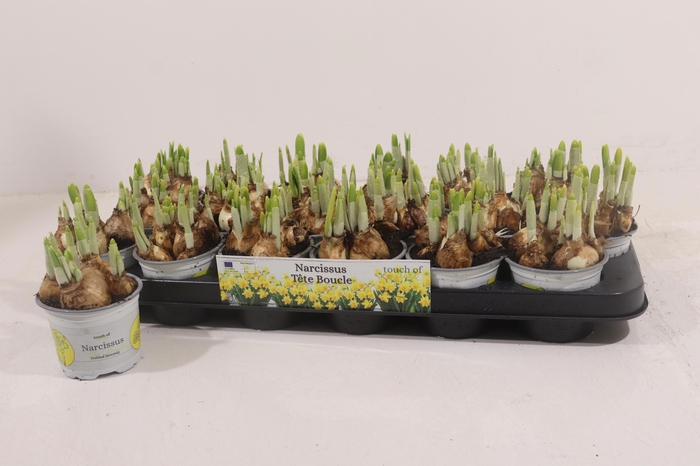 <h4>NARC D TETE BOUCLE</h4>