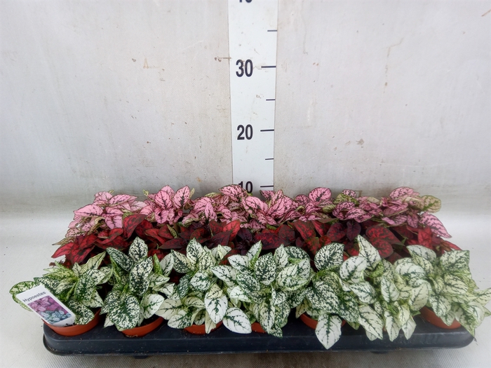 <h4>Hypoestes phyllo.   ...mix</h4>