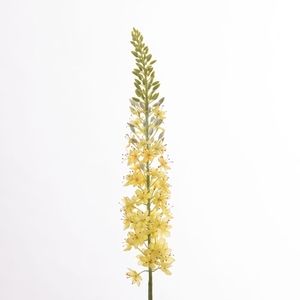 Af Eremurus L107cm Yellow