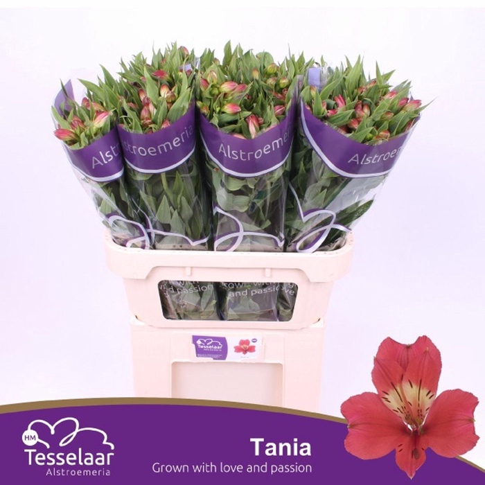 <h4>Alstr Tania</h4>