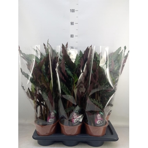Calathea rufibarba 'Elgergrass'
