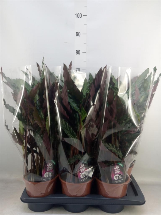 <h4>Calathea rufibarba 'Elgergrass'</h4>