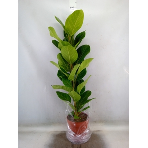 Ficus altissima