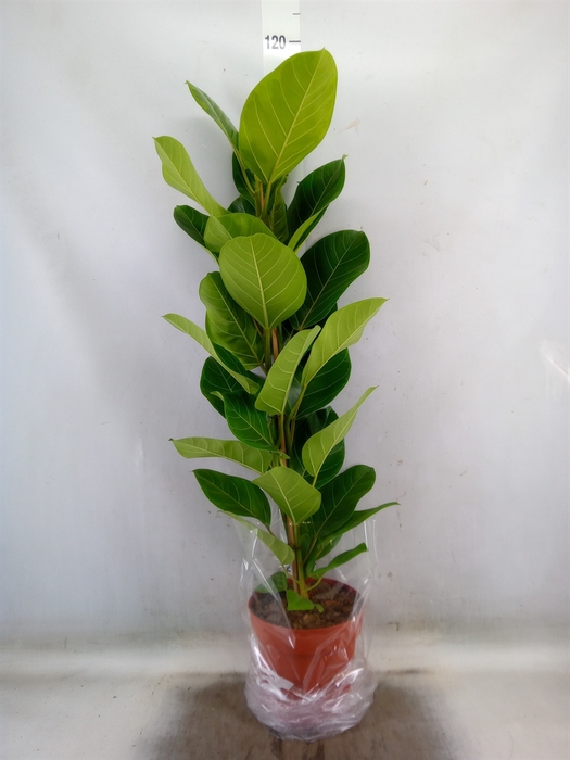 <h4>Ficus altissima</h4>