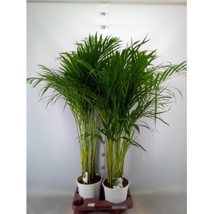 Dypsis lutescens ...Chrysalidoca