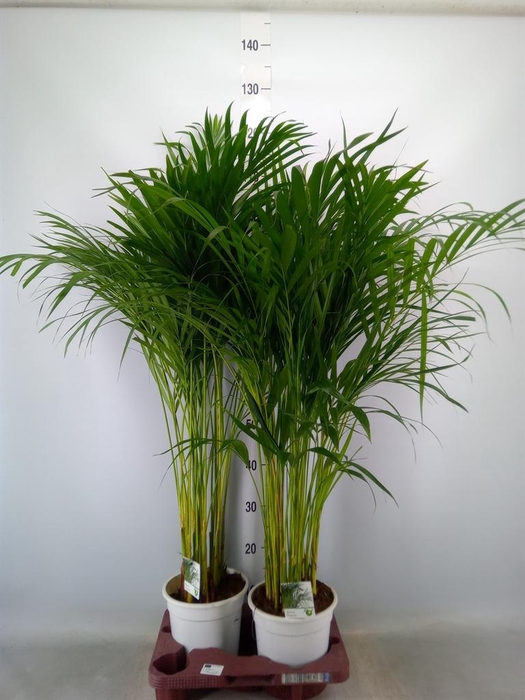 <h4>Dypsis lutescens   ...Chrysalidoca</h4>