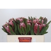 Protea Pink Ice