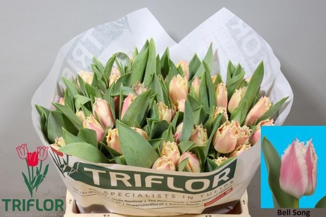 <h4>TU FR BELL SONG</h4>