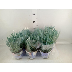 Curio ficoides 'Mount everest'