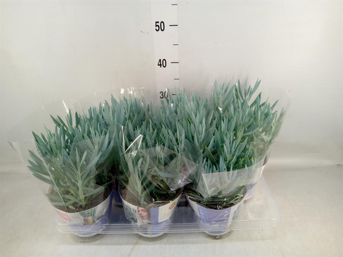 <h4>Curio ficoides 'Mount everest'</h4>