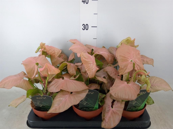<h4>Syngonium podop.</h4>