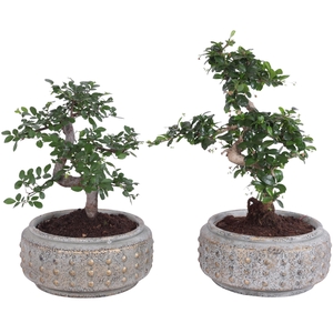 Bonsai Indoor Mix Ø20cm S-Shape in Ø26cm Luxury Bowl