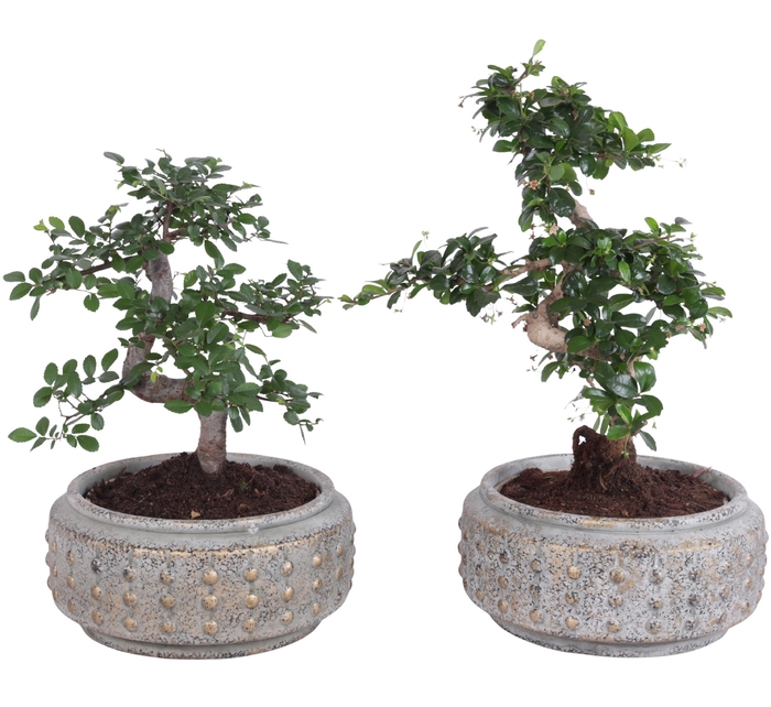 <h4>Bonsai Indoor Mix Ø20cm S-Shape in Ø26cm Luxury Bowl</h4>