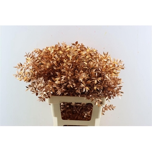 Dried Ruscus Copper Glitter Pst