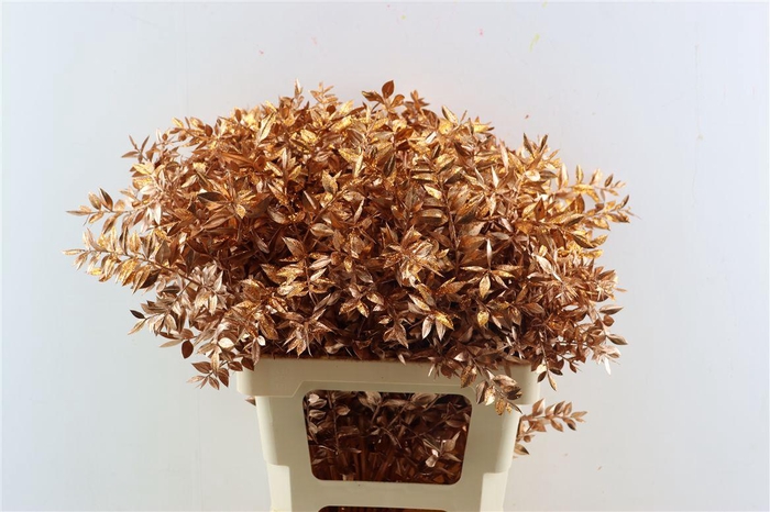 <h4>Dried Ruscus Copper Glitter Pst</h4>