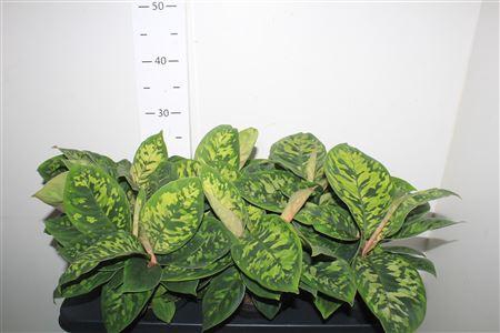 <h4>Homal Camouflage</h4>