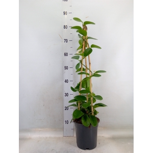 Hoya australis
