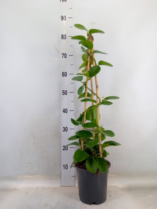 <h4>Hoya australis</h4>