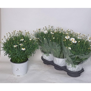 Argyranthemum frutescens 'Simba White'