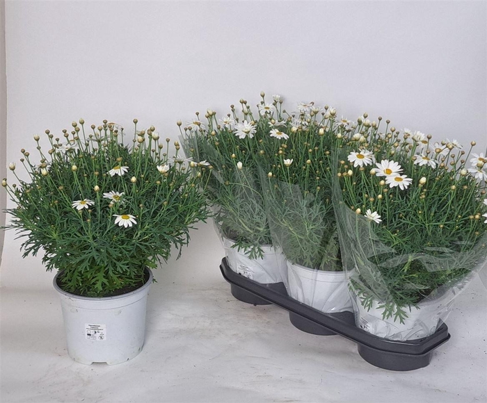 <h4>Argyranthemum frutescens 'Simba White'</h4>