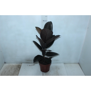 FICUS ELASTICA BURGUNDY P17