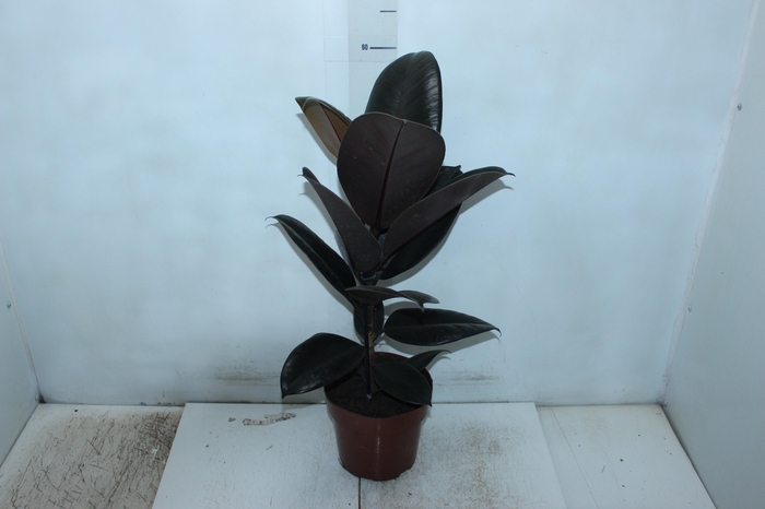 FICUS ELASTICA BURGUNDY P17