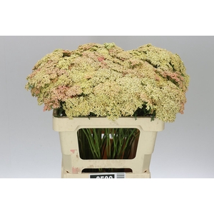 Achillea Lachsschönheit