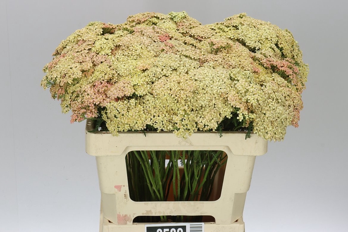 <h4>Achillea Lachsschönheit</h4>