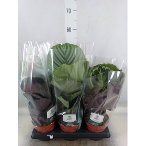 Calathea roseopicta   ...mix