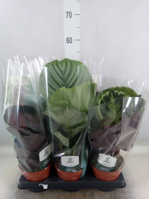 <h4>Calathea roseopicta   ...mix</h4>