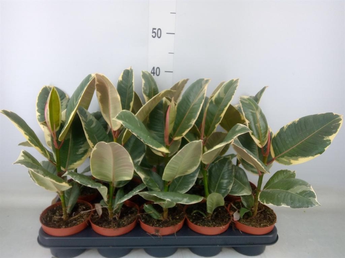 <h4>Ficus elastica 'Tineke'</h4>