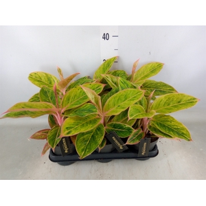 Aglaonema  'Salmon Fantasy'