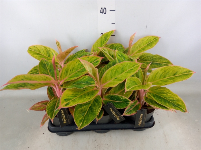 <h4>Aglaonema  'Salmon Fantasy'</h4>