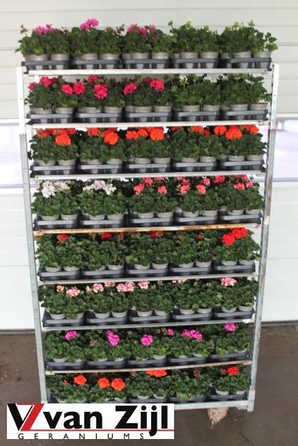 <h4>PEL ZON MIXK</h4>