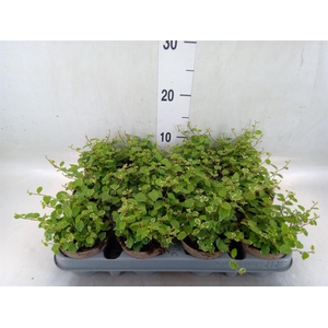 Ficus pumila 'White Sunny'