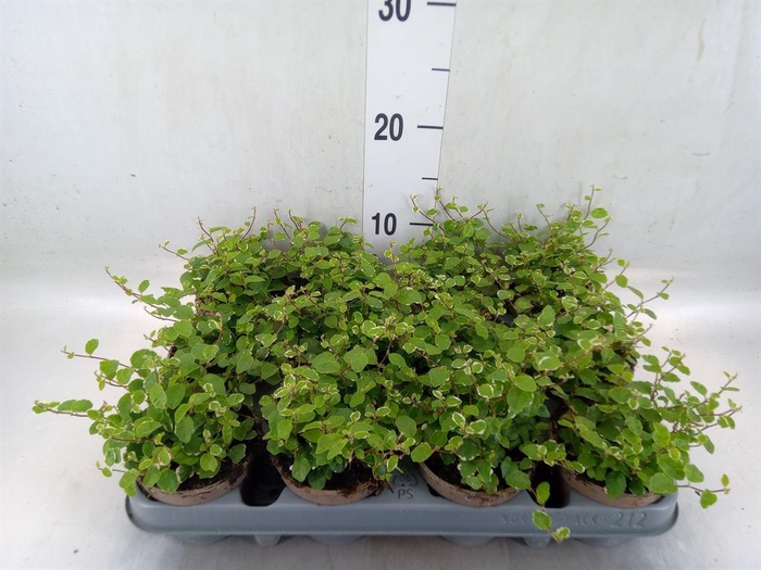 <h4>Ficus pumila 'White Sunny'</h4>