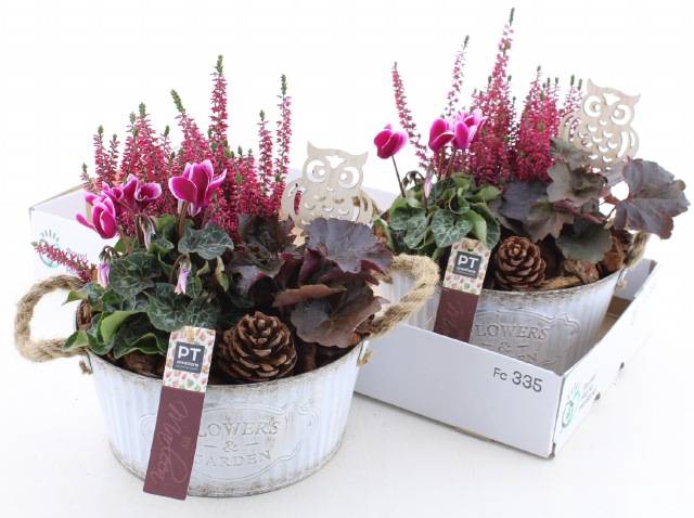 <h4>ARR TUINPLANTEN</h4>