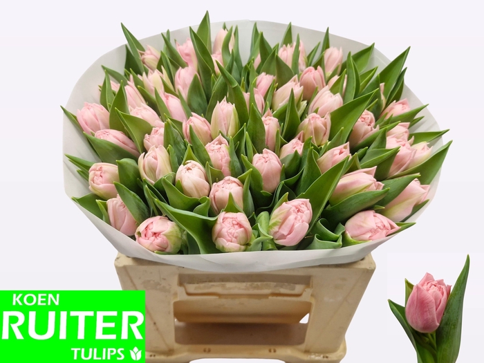 <h4>TU DU DREAMER</h4>